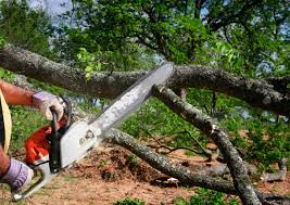 Trusted Hazel Green, AL Tree Removal Experts