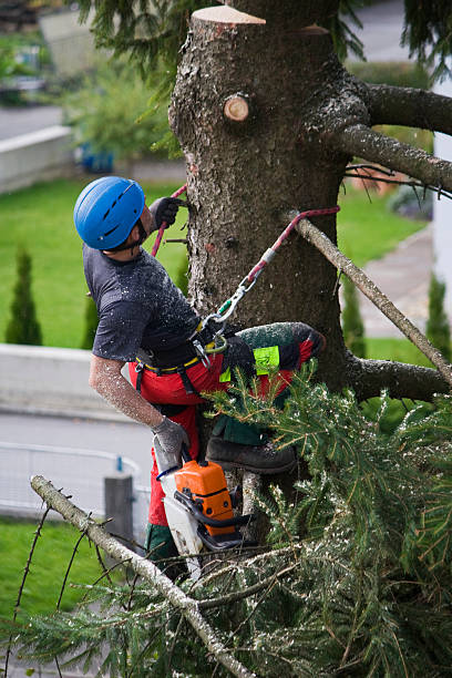 Best Emergency Tree Removal  in Hazel Green, AL